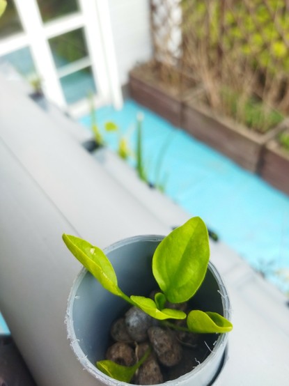 Small spinach in a PVC pipe