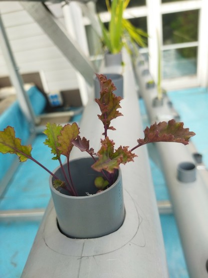 Tiny kale in a PVC pipe vertical, angled hydroponics.