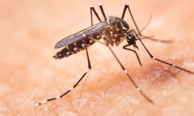 Mosquito pica en la piel de un humano. (Getty Images)