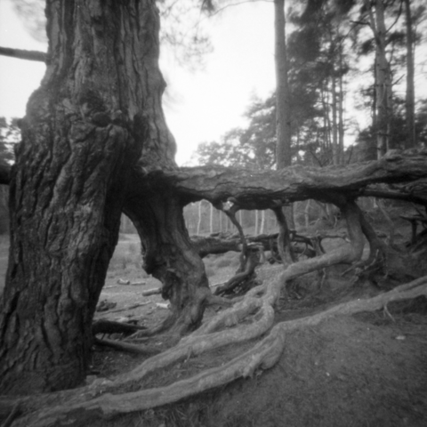 Photograph of a tree growing on the edge of an embankment where the sandy soil has eroded exposing huge roots