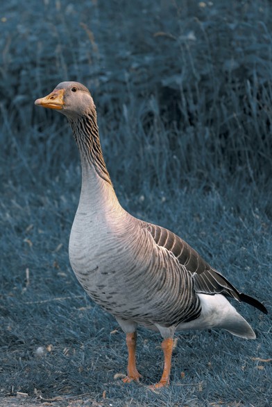 The image shows a goose standing on grass. The background has a bluish tint.