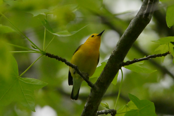 a yellow bird with black eye and beak perches high in a tree with washed out green leaves behind. 

The head is almost light orange and the belly fades to a lighter yellow.

These guys move around but we were lucky to have time on our side.

Earlier today in Cape May, NJ - same location as the indigo bunting I posted a few moments ago..