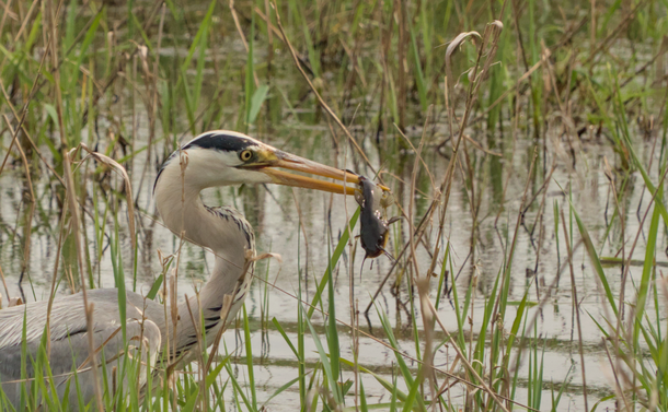 Un héron cendré (grand oiseau échassier, dans des nuances de firs et avec un long cou et un long bec pointu) qui tient un poisson chat dans son bec. Il vient de le pêcher dans un étang dont on remarque les herbes et roseaux autour de lui
