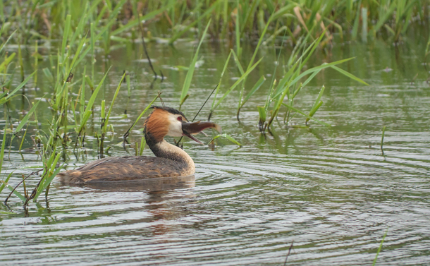 Une grèbe huppé (oiseaux aquatique au corps gris, au cou moyen et à la tête allongée, blanche, orange et noire et pourvu d'un long bec fin et pointu) qui vient de pêcher un poisson chat dans un étang.