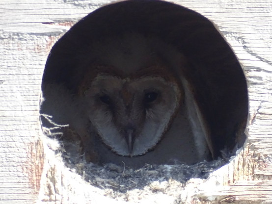 An overly bright wooden box with a large black hole in the middle. Looking out from the darkness is the white heart shaped face of a Barn Owl, with dark black eyes and a long beak pointed down.