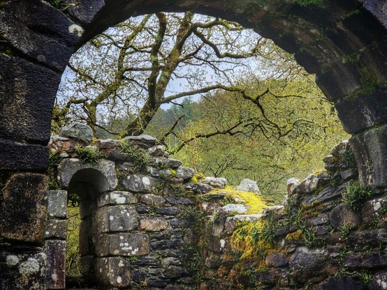 A view through a weathered stone archway, part of the ruins at Glendalough in Ireland. The archway frames a scene of a bare tree with twisting branches against a backdrop of green foliage and a soft, overcast sky. Moss and lichen grow on the ancient stones of the archway and adjacent walls, hinting at the age and damp climate of the location. Another smaller arched doorway is visible within the stone structure to the left.