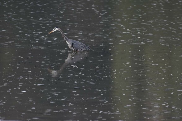 Blue Heron hunting in the rain. #blueheron #rain #nature #naturephotography #nisqually #bird #birdphotography