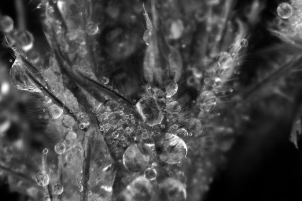 Black and white macro photograph of a pasqueflower (Pulsatilla sp.) covered in water droplets during a downpour. The flower's petals and sepals are covered in hair, trapping the drops. The macro lens's shallow depth of field creates sharp and blurred areas. Light and contrast have been adjusted to accentuate the transparency of the water and the way light is captured and reflected.