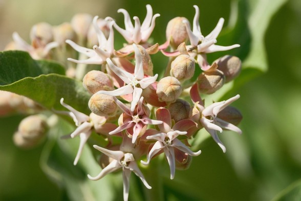 A close-up of pale pink and white Milkweed flowers with green leaves in the background. The flowers have a star-like shape and clustered arrangement.