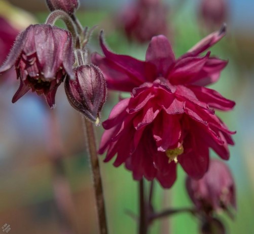 Aquilegia vulgaris var stellata, they are often sold as 'Barlow' hybrids (Blue Barlow, White Barlow etc) but as far as I can tell that properly belongs only to A. vulgaris var stellata 'Norma Barlow', not represented in this mixture. All four flowers are of similar shape - several rows of pointed petals that open from a tear shaped bud into a round-ish pom pom.
This is the one sold as 'Burgundy Barlow', coloured wine red. In the photo is a fully opened flower and a several buds.