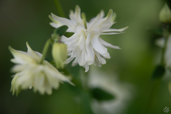 This one is sold as 'White Barlow'. One fully opened flower, another half open, and a couple oi buds.