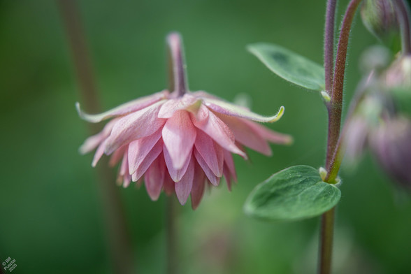 'Pink Barlow', one half opened flower and some blurry buds.