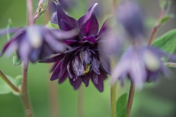 This one is known to commerce as 'Black Barlow'. One fully open flower and several buds half open.