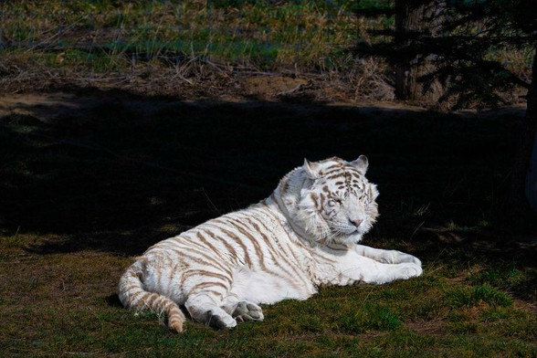A white tiger with light beige stripes lies on grass in the shade, looking calmly toward the camera. The lighting highlights its muscular build and rare coloring.