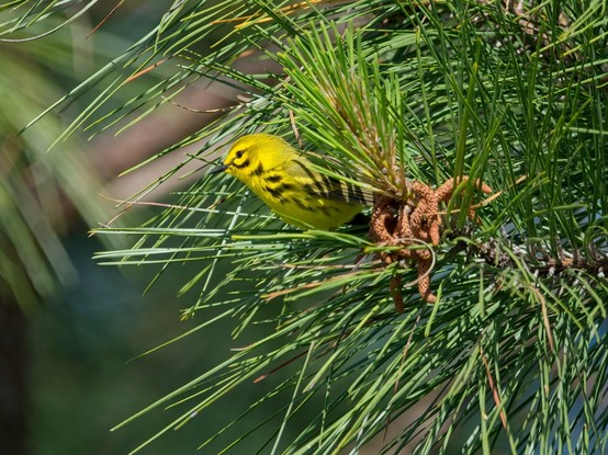 Prairie Warbler nestled at the end of a Pine tree branch.