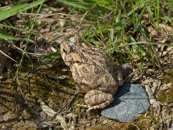 Fowler's Toad