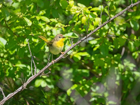 Common Yellowthroat perched on a bare branch