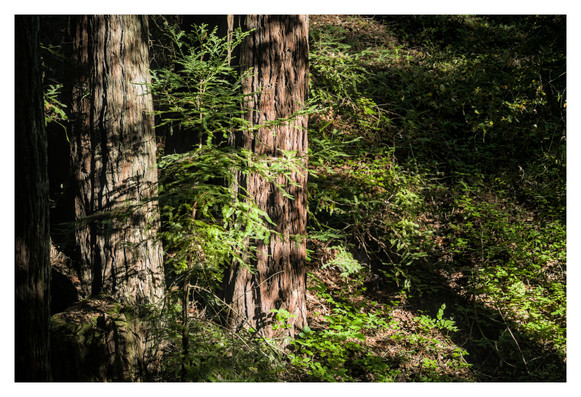 the trunks of redwood trees being lit by the morning sunlight