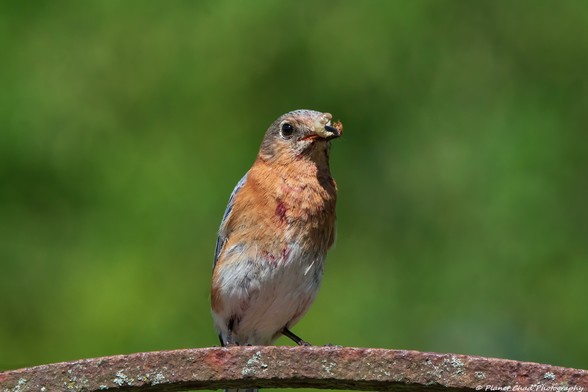 An eastern bluebird perched on a metal bar with a white insect in its mouth against a green background.