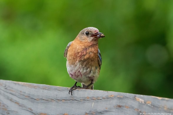 An eastern bluebird perched on a gray fence post with a small bug in its beak against a green background.
