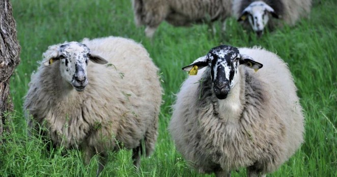 Grenoble. Le troupeau de brebis du service Nature en ville s’agrandit !