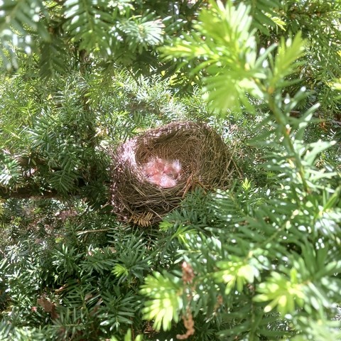 Photo of a robin's nest made of dried brown grass and twigs with baby birds that look like fuzzy pink-colored clumps, all nestled in the dark green needle-like foliage of a yew.