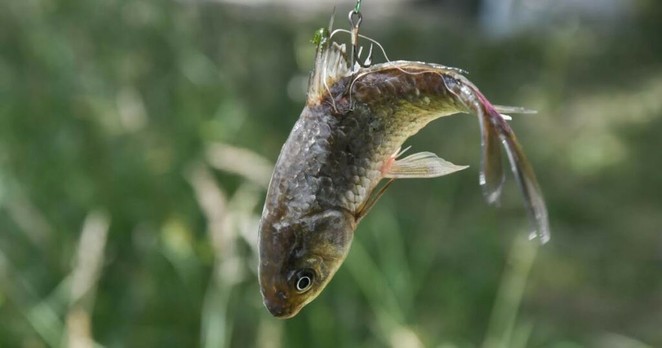 Animaux. Decathlon Échirolles retire les poissons vivants de ses rayons, PAZ salue « une grande victoire »