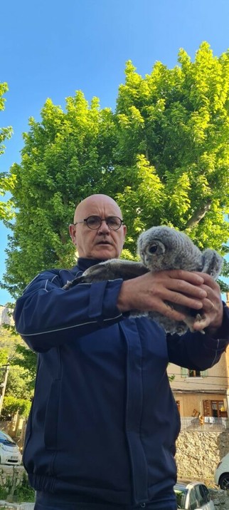Un bébé chouette hulotte a créé l’animation au Revest
