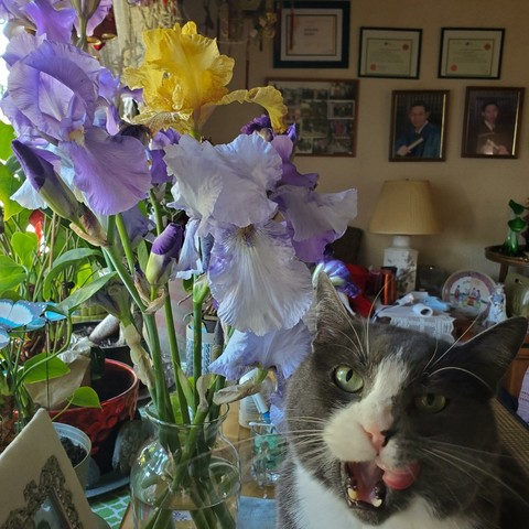 A gray and white cat with green eyes, open mouth and tongue sticking out, is close to the camera, obscuring a vase of purple and yellow irises. The vase sits on a table amidst other plants, objects, and family photos, hung on the wall.