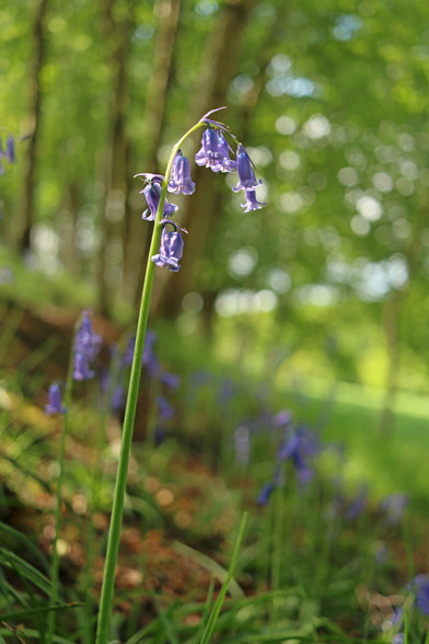 a single bluebell stem with multiple hanging flowers stands isolated against a blurry background peppered with bokeh balls
