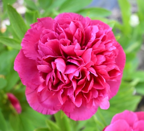 Eine Nahaufnahme einer leuchtend rosa Pfingstrosenblume mit mehrschichtigen Blütenblättern, umgeben von grünen Blättern.