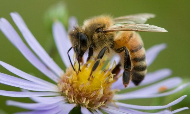 #News: 🐝 #Bees face many threats: #climatechange and #deforestation. #Study reveals urban #bee populations have declined by 65%. Night-time heat plays a big role. Protecting natural habitats is crucial. #SaveTheBees #ClimateCrisis #Boycott4Wildlife https://www.sciencedaily.com/releases/2025/05/250509122113.htm?utm_source=mastodon&utm_medium=Palm+Oil+Detectives&utm_campaign=publer