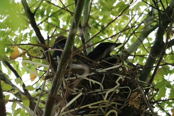 A crow's nest with two babies clearly visible in it.