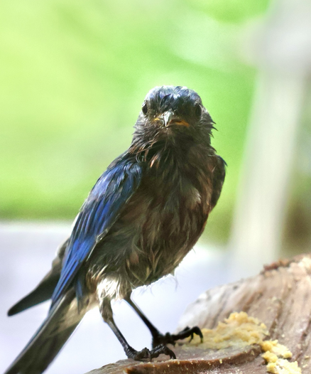 A wet bluebird facing the camera