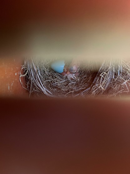 Photo showing half a robin’s egg and two babies lying in a nest. The photo is shot from between slats in the deck above the nest.