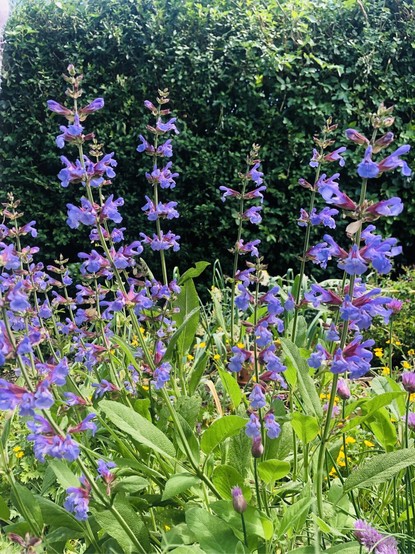 Flowering sage - lots of gorgeous purple flowers