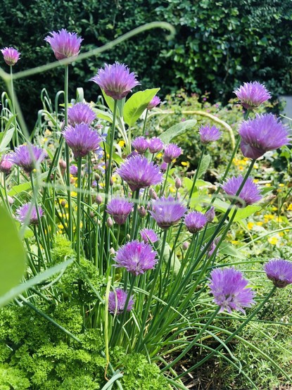 Flowering chives - cute little light purple puffs on top of the chives