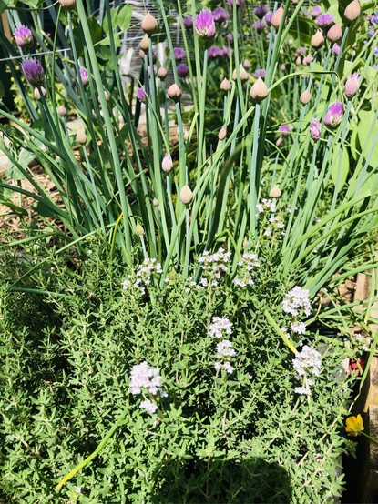 Flowering thyme - cute tiny white flowers