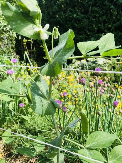 Closeup of a pea plant with a white flower and two growing pods