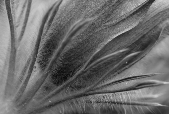 Macro photograph, in black and white, of a pasqueflower (Pulsatilla sp.), still closed and seen from the side. Each linear sepal is covered with very fine and smooth hair that catches the light. The petals look bare on the outside but one of them is starting to open, also revealing hair on the inside.