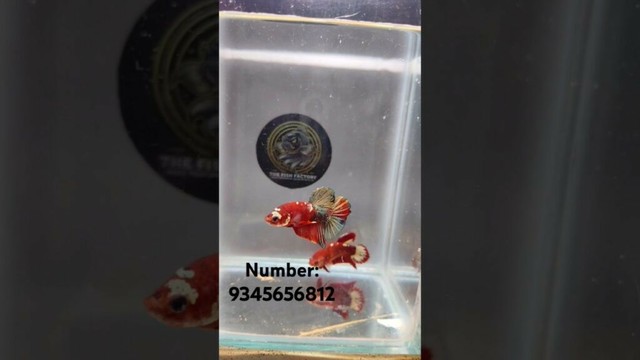 AAA GRADE 🎖️ IRON MAN AVAILABLE #aquarium #exoticaquariumfish #gbflowerhorn #bettafish #fishtank