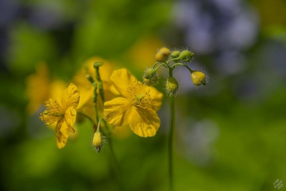 Chelidonium majus, greater celandine. Closeup on two flwoer stems. One has only buds. The other has two open flowers, which have four golden yellow petals opening flat, a pistil standing green in the middle, and a cluster of golden stamens around it. In the background blurry leaves, more celandine, and some bluebells.