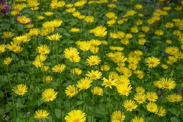 Doronicum columnae, leopard's bane. A stand of bright yellow daisylike flowers standing tall above a carpet of foliage, with a few dots of other colours from herb robert, bluebells, and an azalea. Clearly it works as there were no leopards.