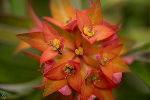 Euphorbia griffithii (I think) cultivar. A background of green foliage surrounding a central cluster of flowers with vivid orange and vermillion sepals. Well I think they're sepals ... leaves or sepals? Under those a whorl of similarly coloured leaves. The reproductive parts are pronounced and are being visited by ants, presumably to collect nectar.
