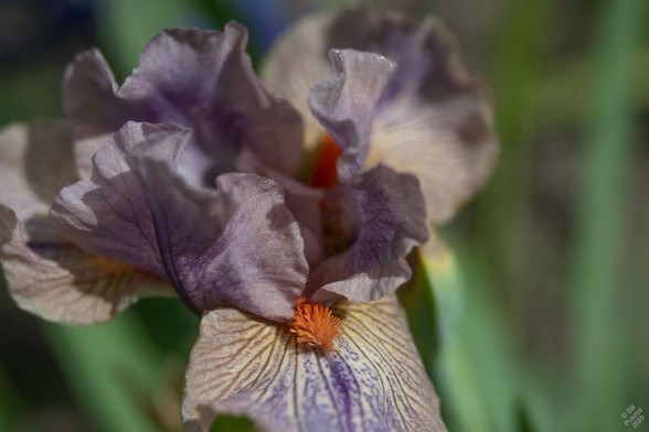 Standard Dwarf Bearded Iris 'Stripe It Up' (Chuck Chapman, intr 2020 but never registered). A closeup on one iris flower. The flags are purple fading out to a sort of tan at the edges. The falls are tan with darker tan veining at the throat with a stripe of white dotted purple on the midrib. Beard is solid bright orange.