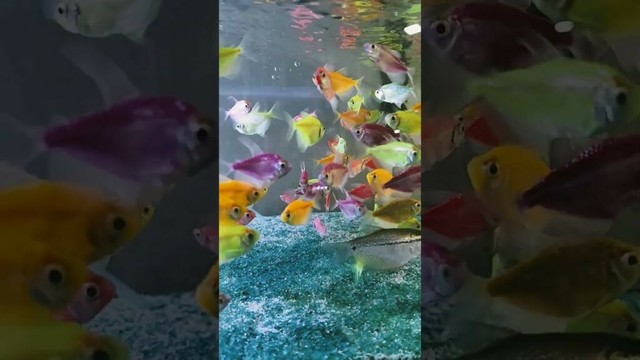 #facts #fish #fishtank #aquarium #pets #youtube