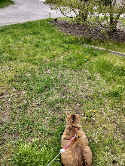 My Siberian cat Siiri loves hunting but of course I don't let her catch the bird.