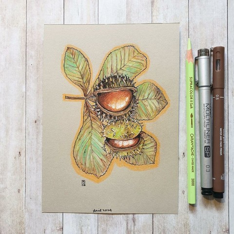 A colour drawing of horse-chestnuts with a leaf from the tree. Native to Greece and Albania, the Horse Chestnut was brought to the UK for ornamental reasons in the 17th century. They are famous for their seeds known as conkers.
An original art work
Colour pencil and mixed media on acid free toned artist paper
5 by 7 inches (12.7 by 17.8 cm). This is a standard photo size in the UK and USA and should be easy to DIY frame.
Sold unframed
