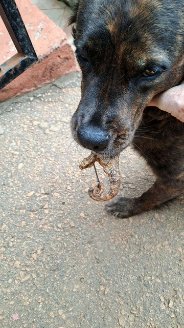 A brindle-colored dog sits on a concrete surface, holding a lifeless chameleon by the tail in its mouth. The chameleon hangs limply, its curled tail visible.