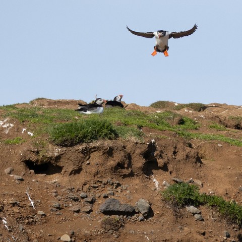 3 Puffins, zwei scheinen einem dritten dabei zuzugucken wie er versucht zu landen
